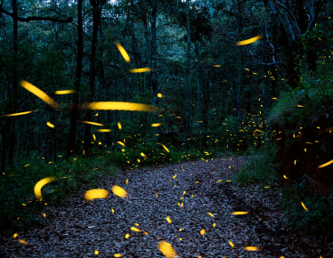 Fireflies