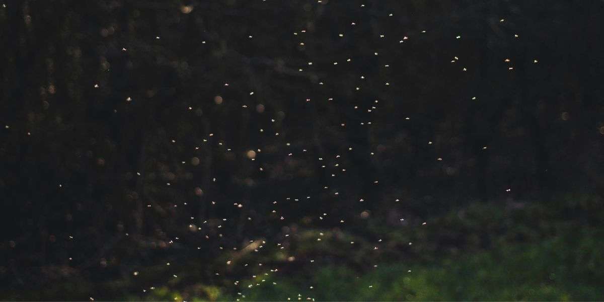 Fireflies - Australian Rainforest Getaways - Mount Glorious Accommodation Website